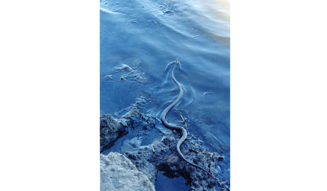 <b>RAT HOLE GALLERY│ラットホールギャラリー</b>　綿谷 修新作展「Juvenile」