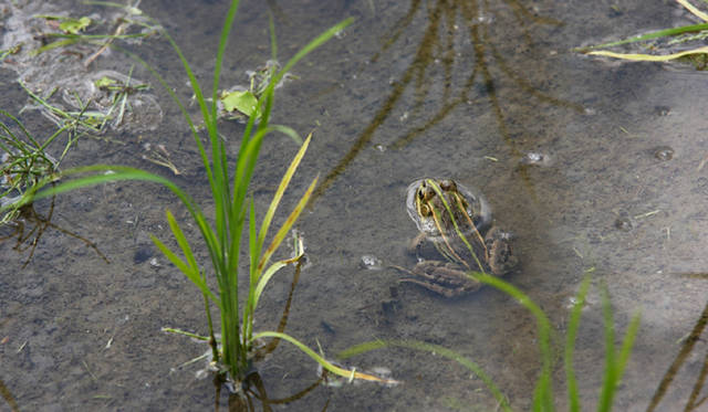 <b>エコカー3モデル乗りくらべ新潟ツアー</b>　水田をのぞくとカエルやタニシが。ちいさな命を慈しむ気持ちも大切にしたい。