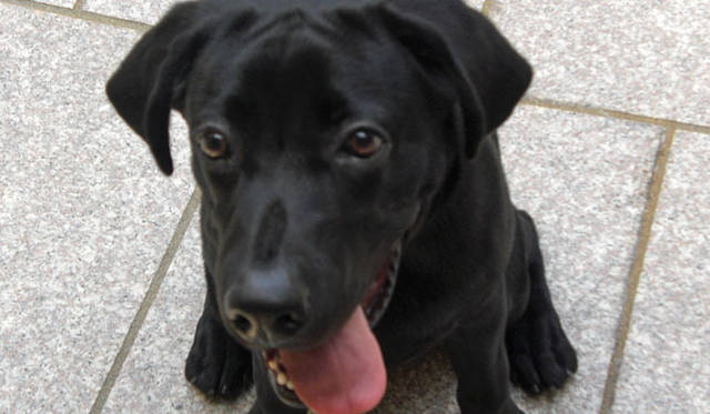 <b>SAKURA｜トウキョウビューティライフ</b>　ラブラドールレトリバーのHARU（ハル）君