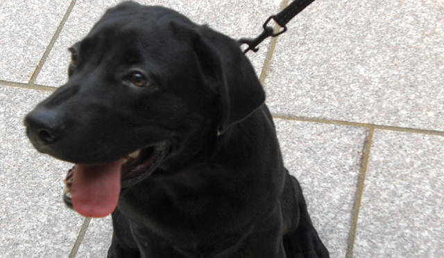 <b>SAKURA｜トウキョウビューティライフ</b>　ラブラドールレトリバーのHARU（ハル）君