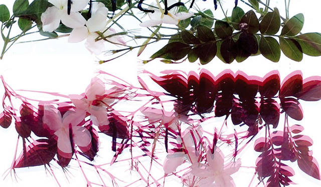 <strong>KORRES｜コレス</strong>　「ジャスミン」　開きたてのジャスミンのつぼみの華やかな香り。