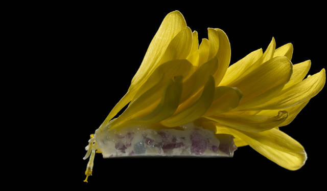 ART｜諏訪綾子展 ゲリラレストラン「LOST TONGUES」開催　「驚きの効いた楽しさと隠しきれない嬉しさのテイスト」