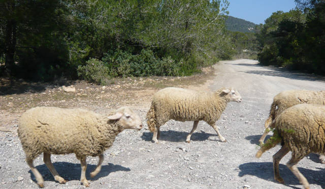 Ibiza Chillout Lounge Vol.01｜ようこそ、楽園 イビザへ　自然あふれる島の北側、通称“ヒッピーエリア”にはこんな心和む風景が溢れている。