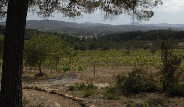 Ibiza Chillout Lounge Vol.02｜Accommodation　『Can Lluc Agroturisme』　広大な敷地にはぶどう、レモン、オリーブなどさまざまな木が植えられている。