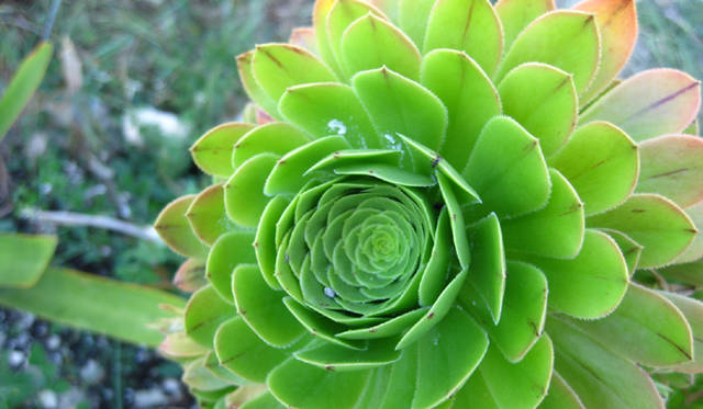 Ibiza Chillout Lounge Vol.04｜Creation　日本では見られないさまざまな植物を見つけることができる。