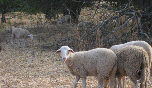 Ibiza Chillout Lounge Vol.04｜Creation　島を歩けばひつじに出くわすこともしばしば（笑）！