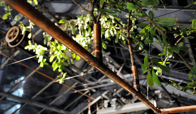 <b>塚田有一│みどりの触知学</b>　第9回：温室企画のイベント 「月夜の読書室」 へのお誘い　「温室のなか」