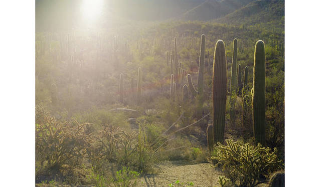 more tree｜六本木アクシスビルでTOUCH WOOD art project 開催　田島一成 『Sonora』 （2010年） Edition 50