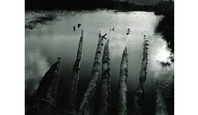 more tree｜六本木アクシスビルでTOUCH WOOD art project 開催　蓮井幹生 『森の中へ』 #2 （2010年） Edition 30