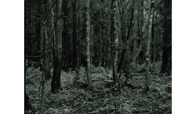 more tree｜六本木アクシスビルでTOUCH WOOD art project 開催　蓮井幹生 『森の中へ』 #1 （2010年） Edition 30