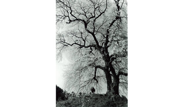 more tree｜六本木アクシスビルでTOUCH WOOD art project 開催　平間 至 『田中泯 場踊り 高遠』 （2010年） Edition 10