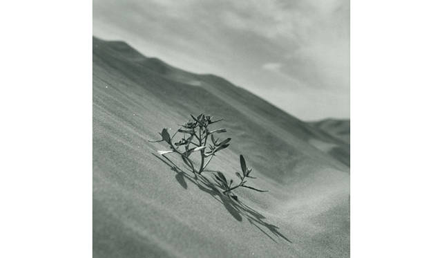 more tree｜六本木アクシスビルでTOUCH WOOD art project 開催　広川泰士 『Planet Plants』 #38 （2005年）※プリント 2006年 Open Edition(5)