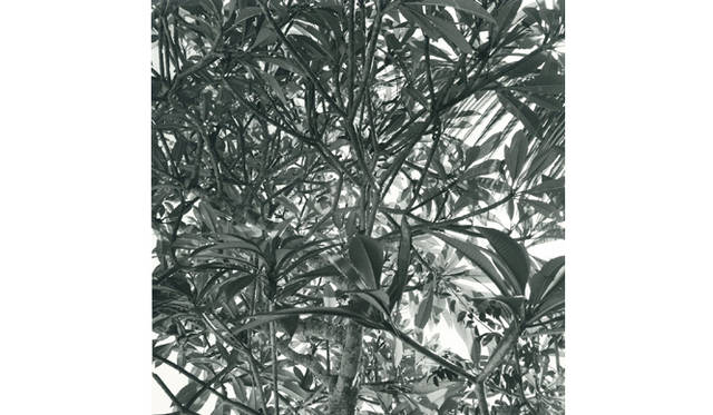 more tree｜六本木アクシスビルでTOUCH WOOD art project 開催　広川泰士 『Planet Plants』 #2 （1998年）※プリント 2002年 Open Edition(2)