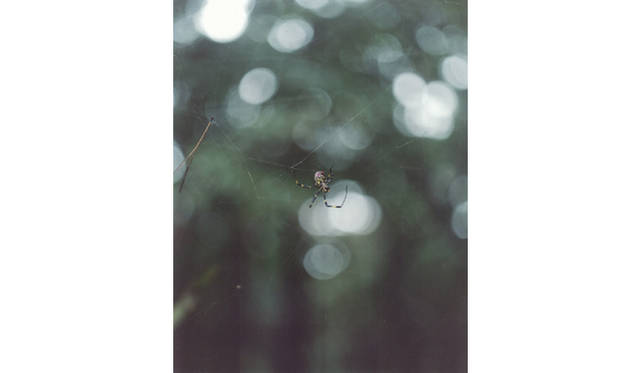 more tree｜六本木アクシスビルでTOUCH WOOD art project 開催　ホンマタカシ 『more trees』 （2010年） Open Edition(1)