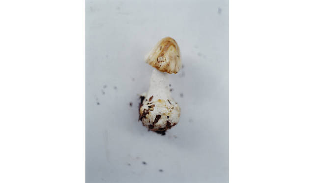 more tree｜六本木アクシスビルでTOUCH WOOD art project 開催　ホンマタカシ 『more trees』 （2010年） Open Edition(1)