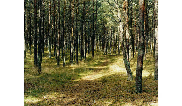 more tree｜六本木アクシスビルでTOUCH WOOD art project 開催　今井智己 『untitled』  （2004年） Edition AP(1)