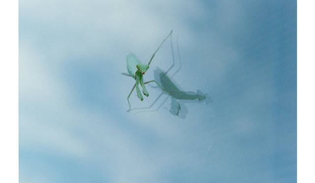 more tree｜六本木アクシスビルでTOUCH WOOD art project 開催　井上佐由紀　『森は少し遠い』 （2010年）  #1 Edition 10