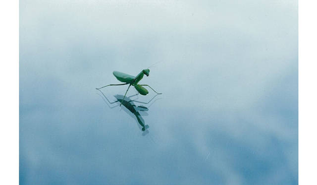 more tree｜六本木アクシスビルでTOUCH WOOD art project 開催　井上佐由紀　『森は少し遠い』 （2010年）  #2 Edition 10