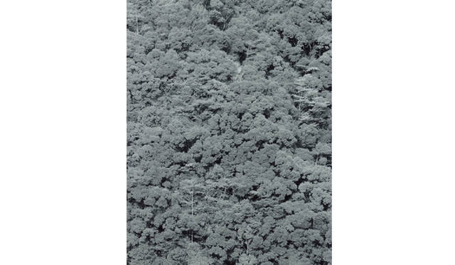 more tree｜六本木アクシスビルでTOUCH WOOD art project 開催　松江泰治 『Japan』  （2010年） Open Edition(1)