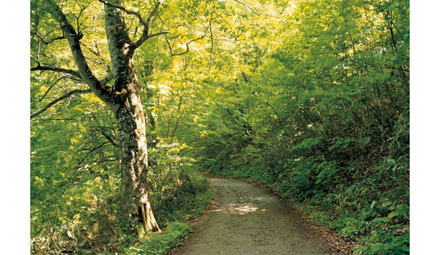 more tree｜六本木アクシスビルでTOUCH WOOD art project 開催　MOTOKO 『Aomori-Iwasaki』 Open Edition(10)