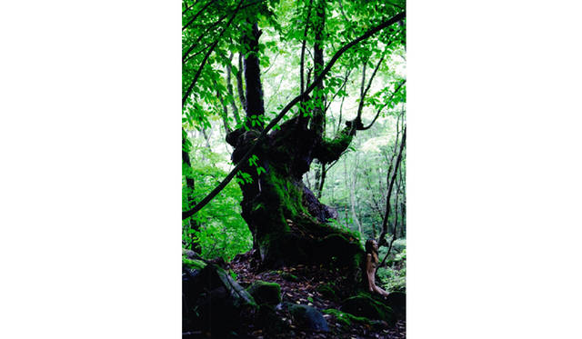 more tree｜六本木アクシスビルでTOUCH WOOD art project 開催　新田桂一 『Rei Suya』 #2 （2010年） Edition(3)