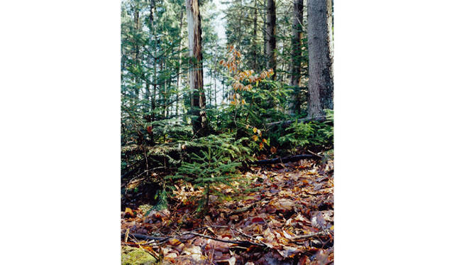 more tree｜六本木アクシスビルでTOUCH WOOD art project 開催　津田 直 『カルフ』 #1 （2009年） Open Edition(1)