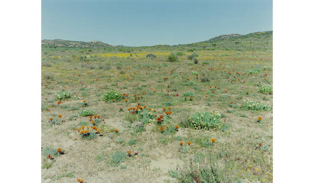 more tree｜六本木アクシスビルでTOUCH WOOD art project 開催　辻 佐織 『South Africa』 Edition 5