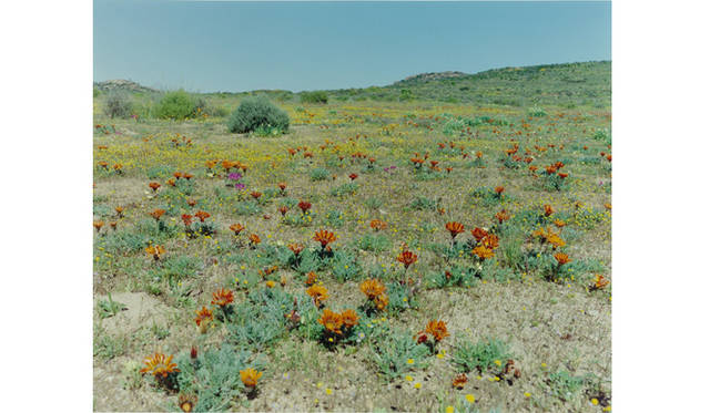 more tree｜六本木アクシスビルでTOUCH WOOD art project 開催　辻 佐織 『South Africa』 Edition 5