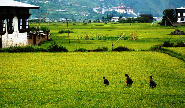 <strong>Uma Paro｜ウマ・パロ</strong> パロの郊外での風景。黄金色の稲穂の中を登校する子どもたち。