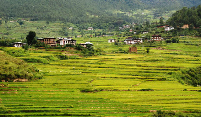 <strong>Uma Paro｜ウマ・パロ</strong> 平地が少ないブータンでは田畑も家屋も山々にへばりつく。米が収穫できない地域では蕎麦が生産される。