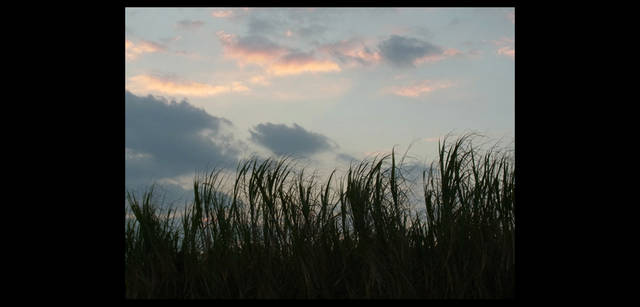 <strong>シンジョウコウジ × リコーCX4</strong>｜「これからが旬な南国音」