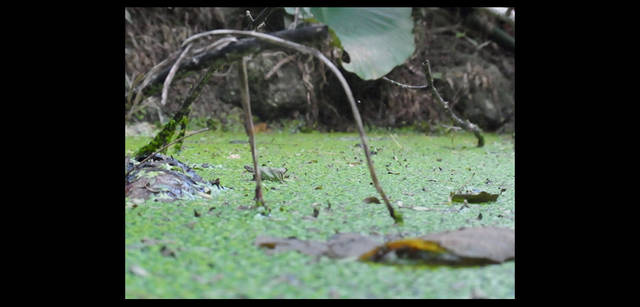 <strong>シンジョウコウジ × リコーCX4</strong>｜「小動物になったら見える世界」