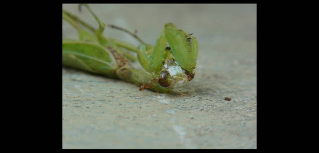 <strong>シンジョウコウジ × リコーCX4</strong>｜「実はコイツが最強かもしれない」