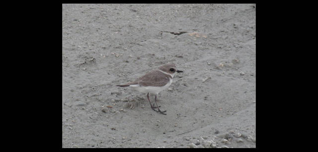 <strong>シンジョウコウジ × リコーCX4</strong>｜「足が速いのは 寒いからか」