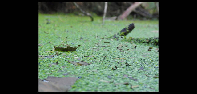 <strong>シンジョウコウジ × リコーCX4</strong>｜「いろんな草がある」