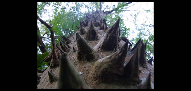 <strong>シンジョウコウジ × リコーCX4</strong>｜「これは痛い、でもカッコ良い」