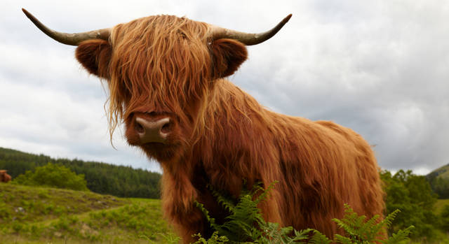 <strong>Scotland General Information｜</strong>　過酷な気候にも耐えうる頑健な体と毛皮をもつハイランドカウは、スコットランドのハイランド地方や西海岸側の島々が原産。立派な角と長い毛足、そしてなんといってもこのユニークな表情が特徴である。