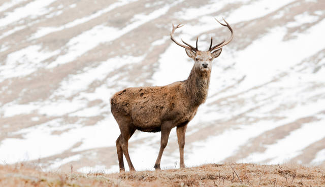 <strong>Scotland General Information｜</strong> 険しい冬のスコットランドの自然のなかに見るのは、ハイランドスタッグの荘厳な姿。