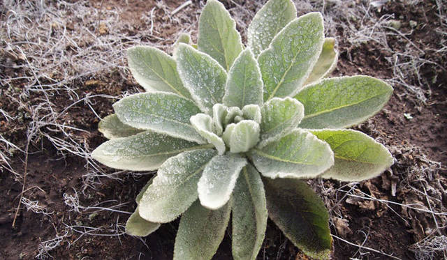 <strong>癒しの力“マナ”のみなぎるビッグアイランドへ</strong>　マウナ・ケア