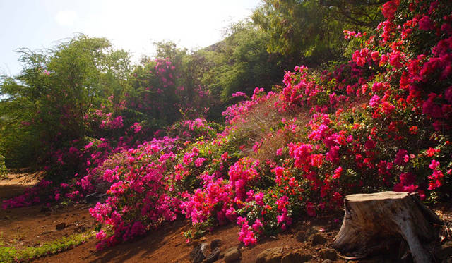 <strong>癒しの力“マナ”のみなぎるビッグアイランドへ</strong>　ココ・クレーター植物園