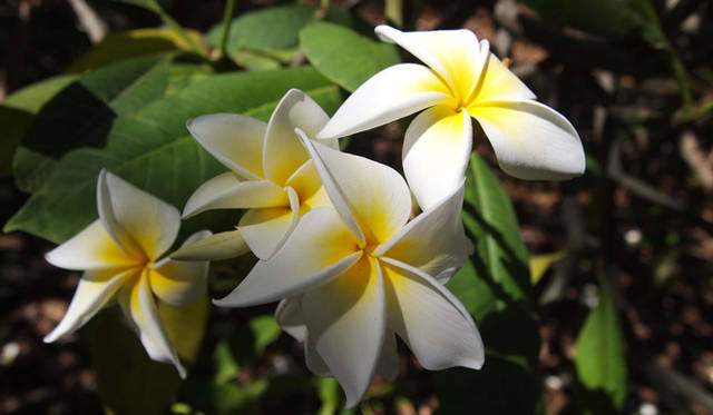 <strong>癒しの力“マナ”のみなぎるビッグアイランドへ</strong>　ココ・クレーター植物園