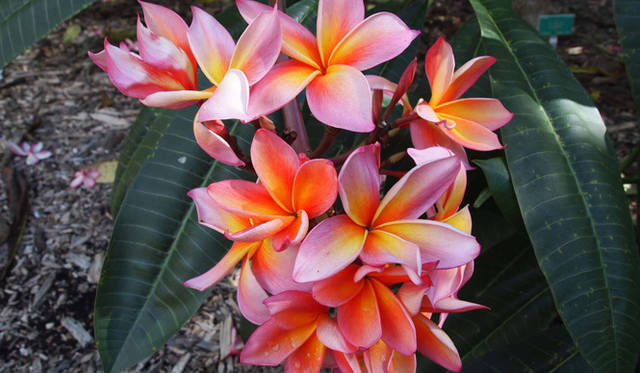 <strong>癒しの力“マナ”のみなぎるビッグアイランドへ</strong>　ココ・クレーター植物園