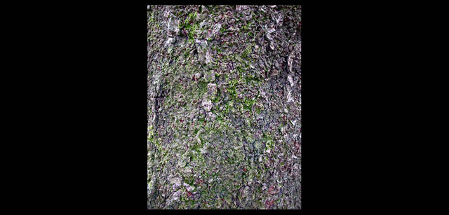 <strong>東信×リコーGR DIGITAL III </strong> 