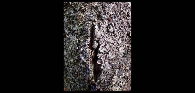 <strong>東信×リコーGR DIGITAL III </strong> 