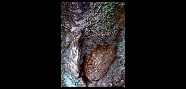 <strong>東信×リコーGR DIGITAL III </strong> 