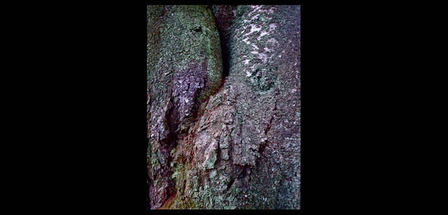 <strong>東信×リコーGR DIGITAL III </strong> 