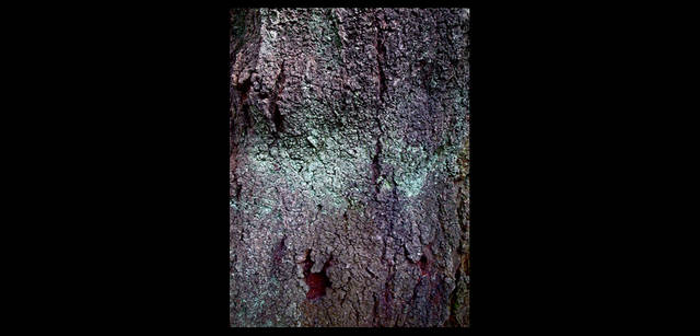 <strong>東信×リコーGR DIGITAL III </strong> 