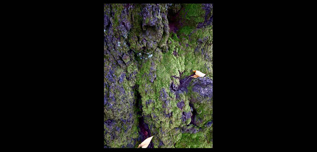 <strong>東信×リコーGR DIGITAL III </strong> 