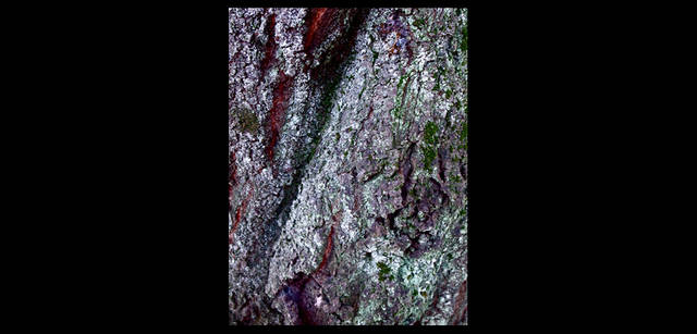 <strong>東信×リコーGR DIGITAL III </strong> 