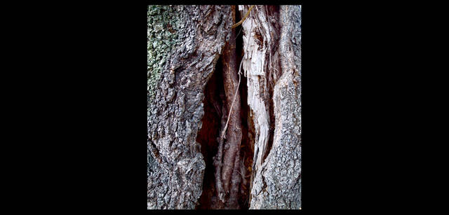 <strong>東信×リコーGR DIGITAL III </strong> 